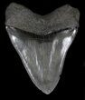 Huge, Serrated Megalodon Tooth - South Carolina #35953-1